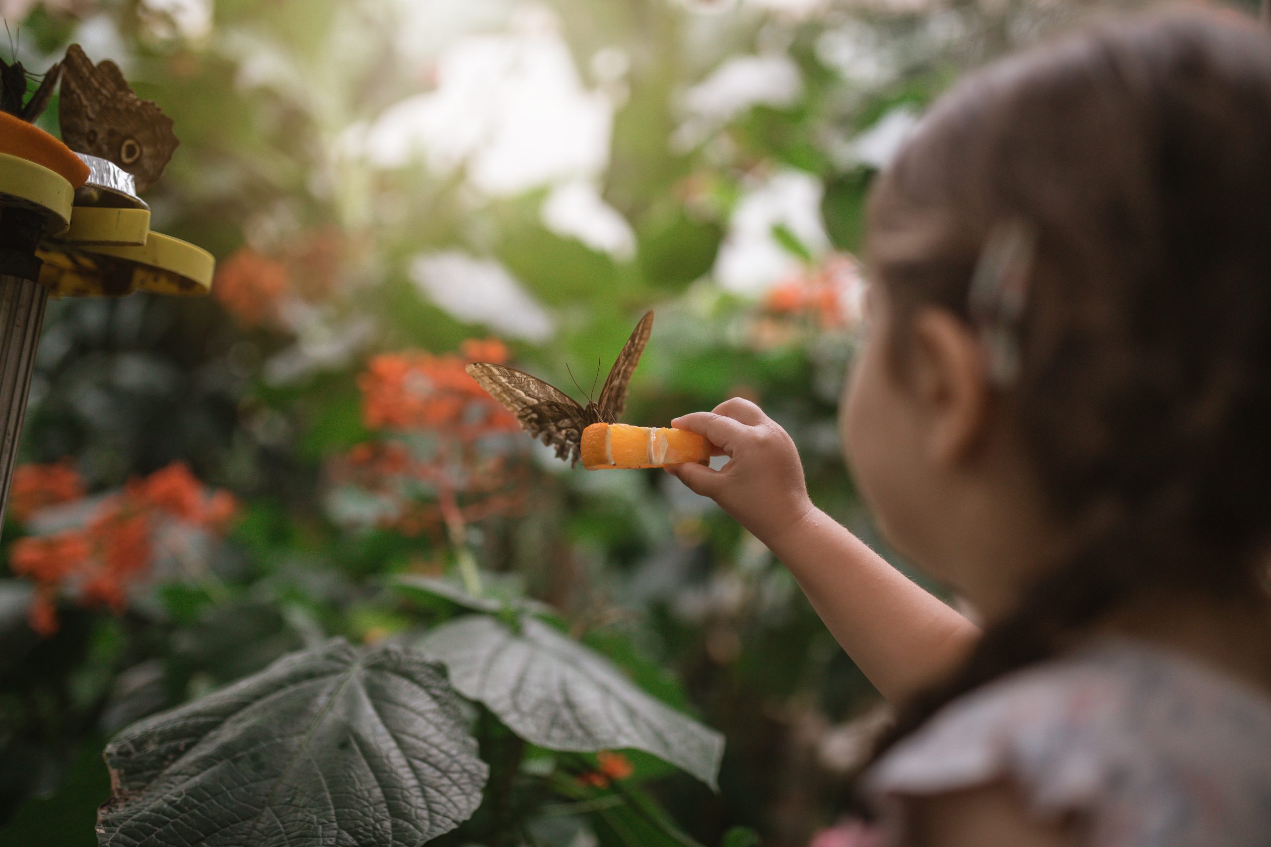 Child, surrounded by plants, is holding a piece of fruit away from their body. A butterfly sits on the fruit.